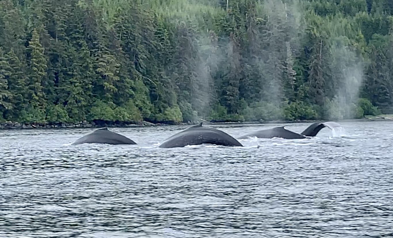 Humpback whales surfacing near forested Alaska shoreline